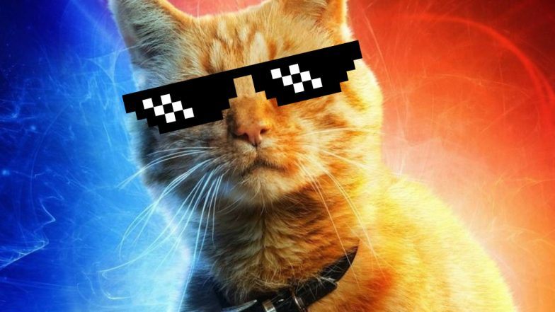 Goose the Cat